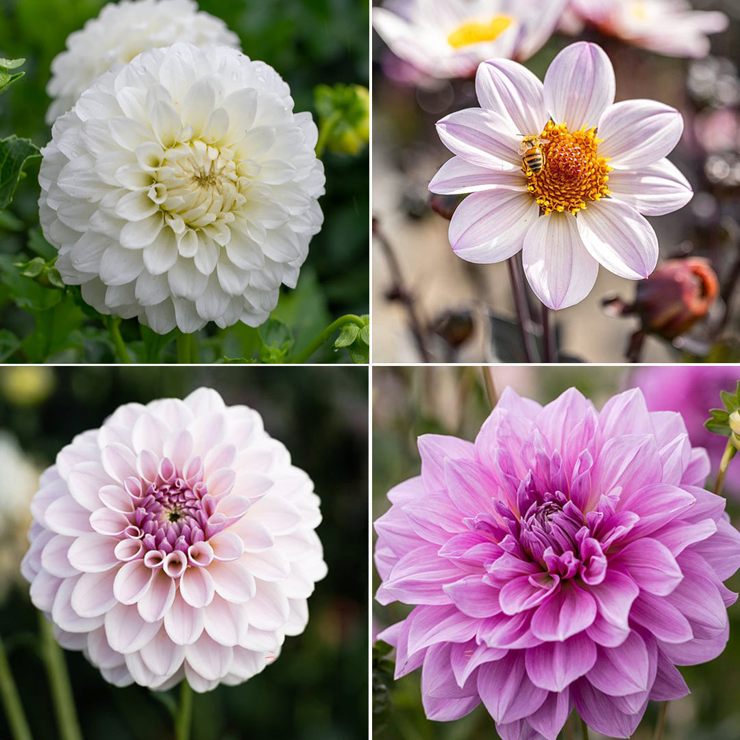 Dahlia erbjudande 4 - Soft Pinks